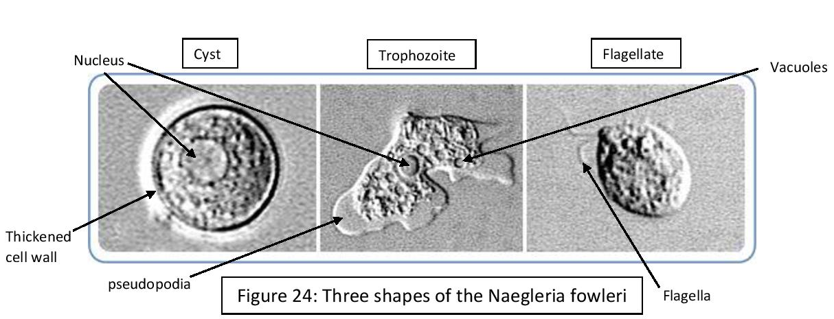 naegleria fowleri trophozoite