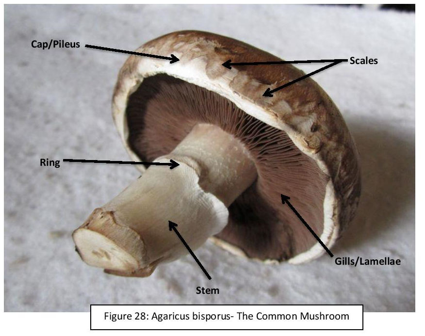 Structure Of The Mushroom Mycelium Of A White Champignon Agaricus